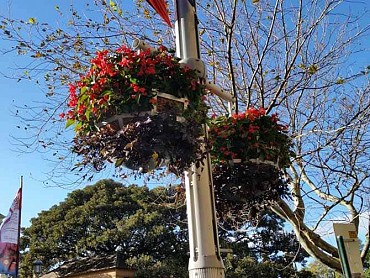 Flower Baskets, Living Colour - City of Sydney